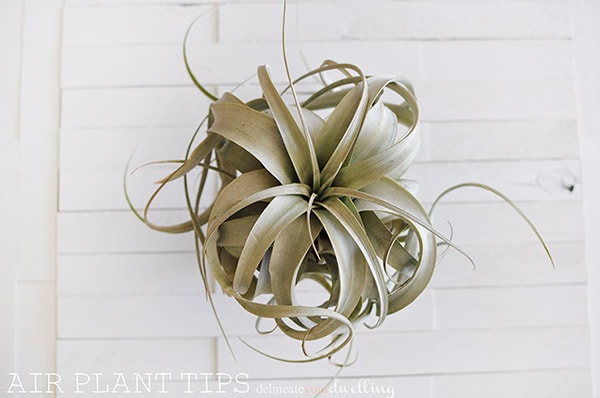 Tips for growing, watering and keeping Air Plants alive! Delineate Your Dwelling