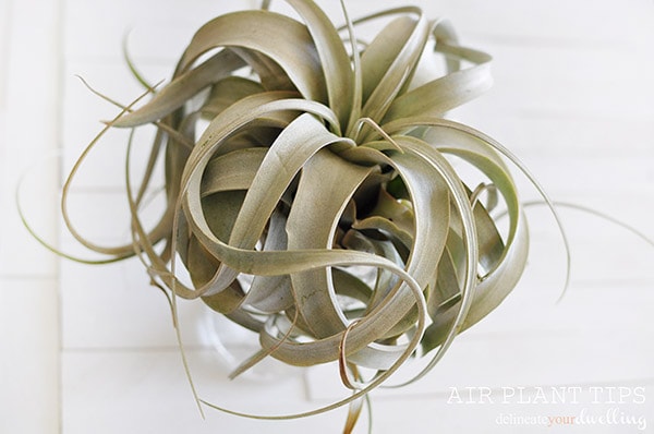 Tips for growing, watering and keeping Air Plants alive! Delineate Your Dwelling