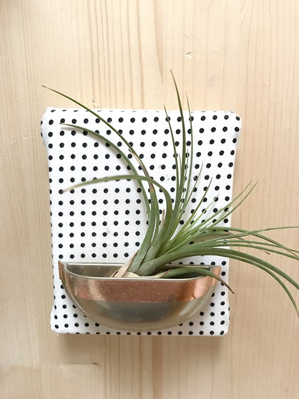 Tips for growing, watering and keeping Air Plants alive! Delineate Your Dwelling