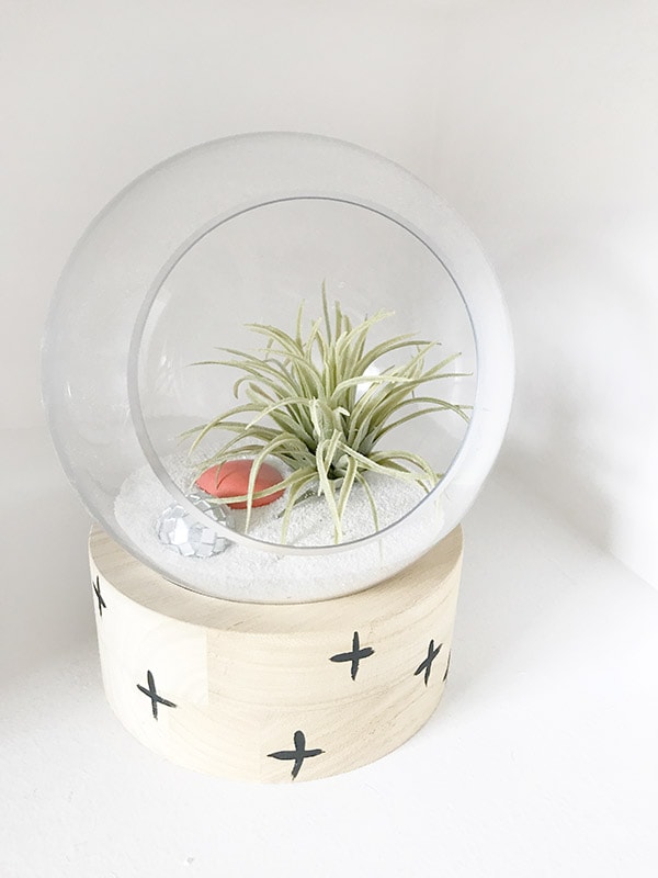 Tips for growing, watering and keeping Air Plants alive! Delineate Your Dwelling