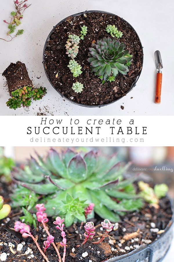 Succulent Table Decor
