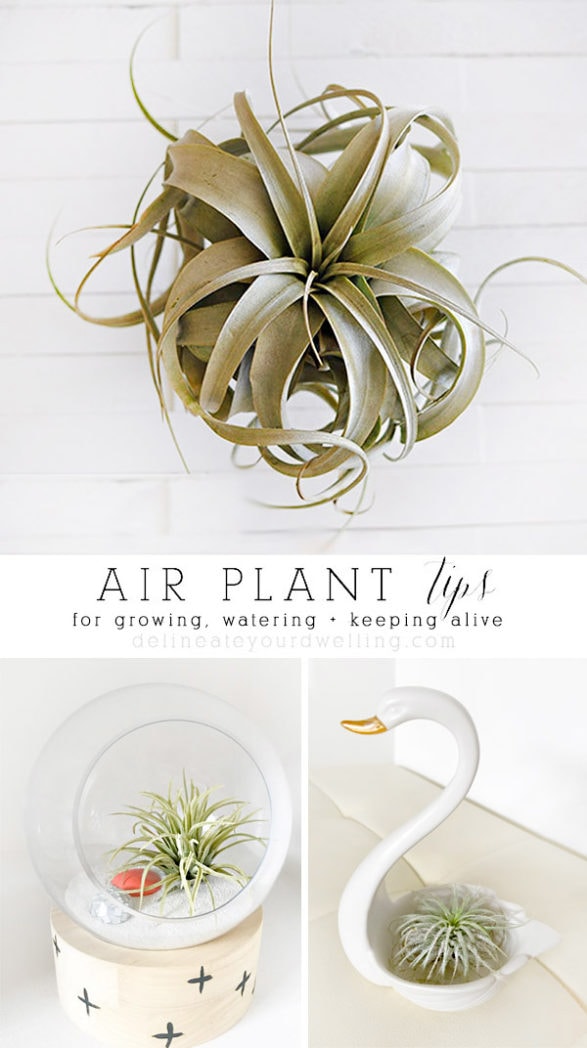 Tips for keeping your Air Plant growing healthy, watering information and general care! Let's grow the best air plants we can! Delineate Your Dwelling #airplanttips #airplantcare #airplantwatering