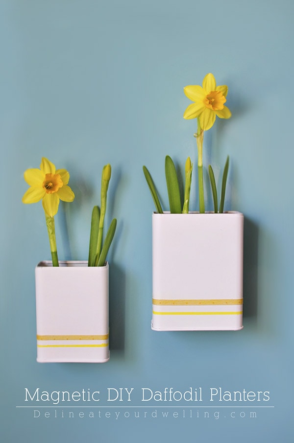 Magnetic DIY Daffodil Planter, Delineateyourdwelling.com