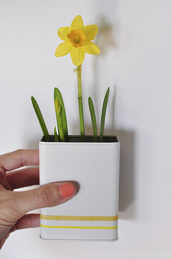 Recycled Daffodil Planters