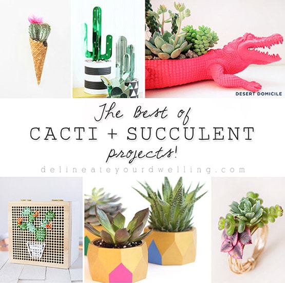 1 Best of Cacti and Succulent