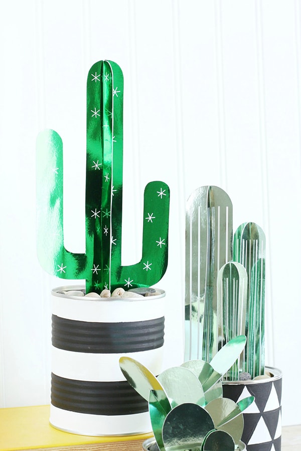 DIY-Cactus-Plants, Best of Cacti and Succulent