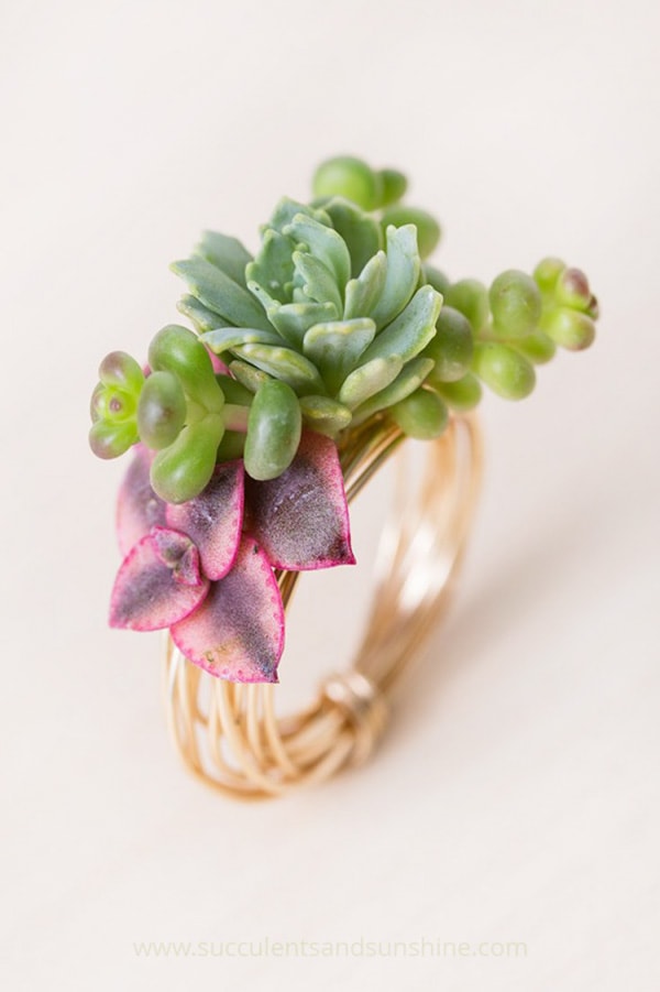 Make-a-gorgeous-ring-using-living-succulents, Best of Cacti and Succulent