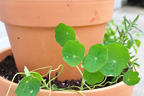 Stacked Herb Garden Nasturtium