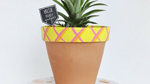 small snake plant 'Pagoda Tower' Snake Plant