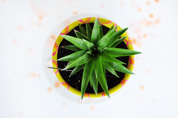 How to Grow a Pineapple plant, DIY craft painted pot, Delineate Your Dwelling