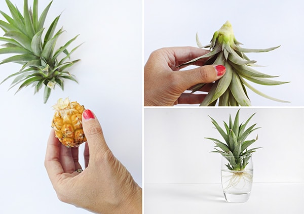 See my tips for growing a pineapple from an existing fruit.  Delineate Your Dwelling #growapineapple #pineappleplant #pineappleDIY #pineapplecraft