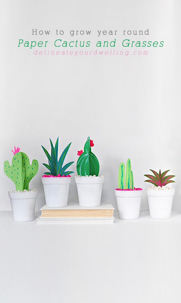 White pots of Paper Cactus and Grasses