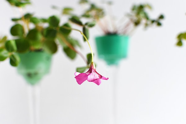 Four Leaf Clover Mini Planters : Perfect DIY Craft for St Patrick's Day, Delineate Your Dwelling