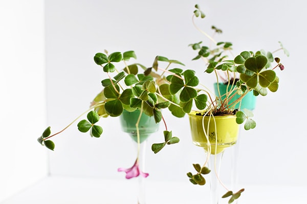 Four Leaf Clover Mini Planters : Perfect DIY Craft for St Patrick's Day, Delineate Your Dwelling