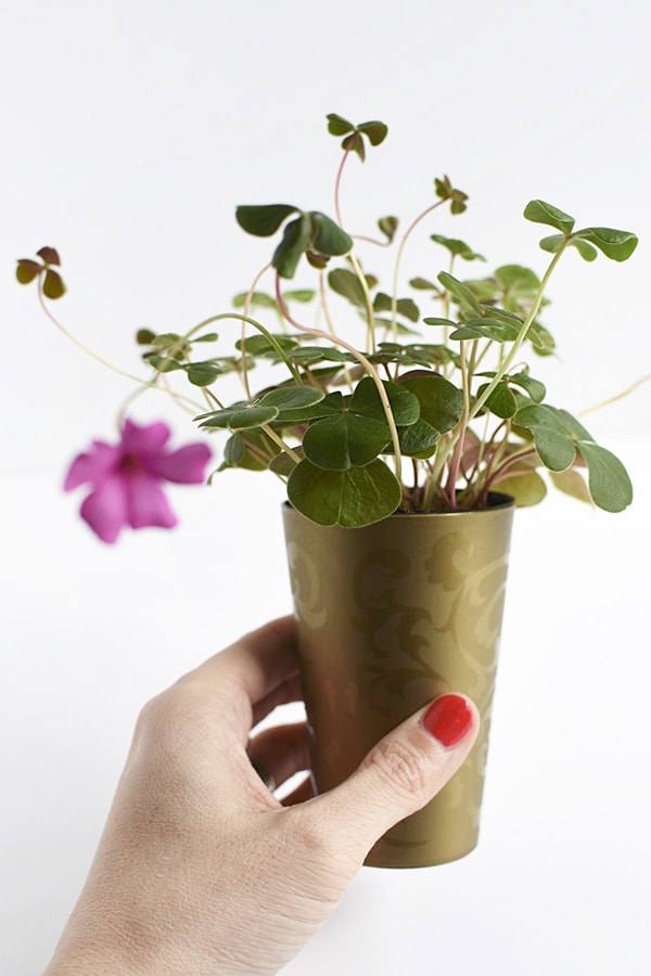 Four Leaf Clover Mini Planters : Perfect DIY Craft for St Patrick's Day, Delineate Your Dwelling