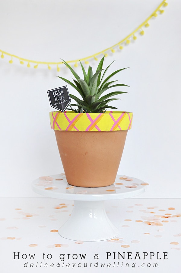 Yellow How-to-Grow-a-Pineapple