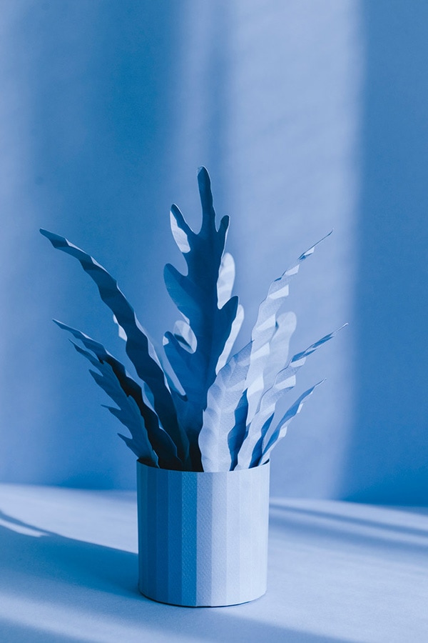 Blue Paper plants