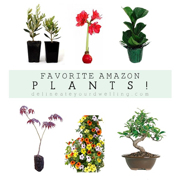 1 My Favorite Amazon Plants