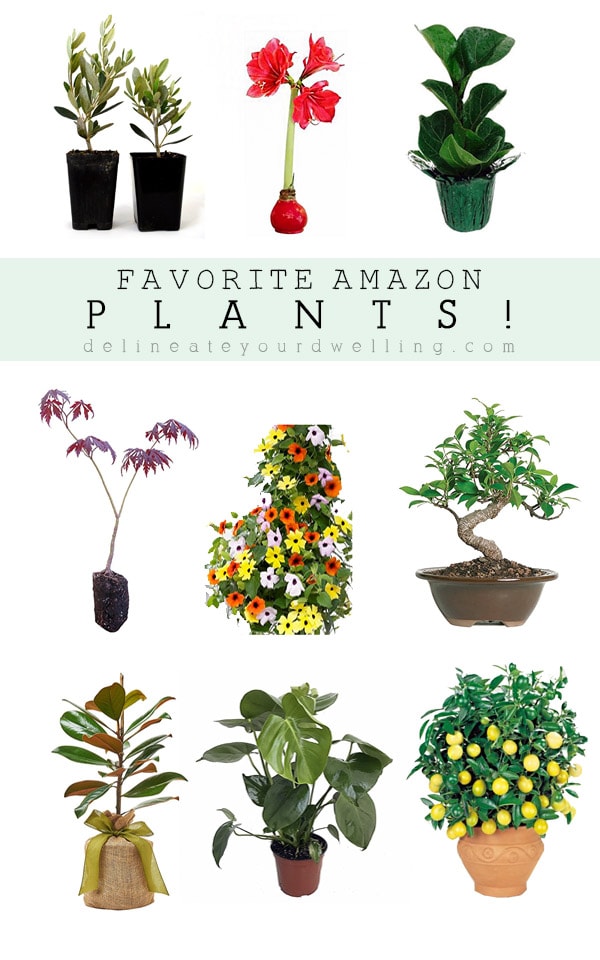 My Favorite Amazon Plants, Delineate Your Dwelling