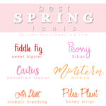 1 Best Spring fonts
