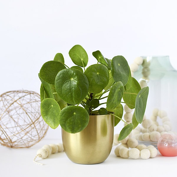 Pilea Care and Best Tips