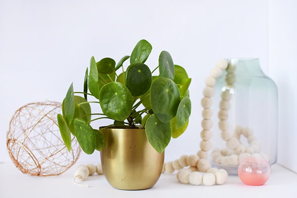 Pilea Care and Best Tips, Delineate Your Dwelling