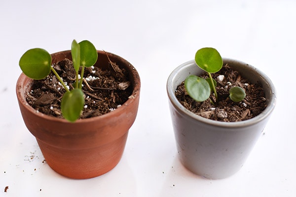 Pilea Care and Best Tips for pups, Delineate Your Dwelling