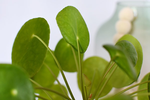 Pilea Care and Best Tips, Delineate Your Dwelling