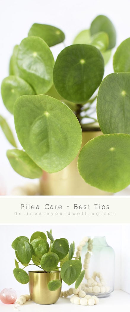 Pilea Care and Best Tips : Watering tips, sunlight needs and why do the Pilea leaves curl? Delineate Your Dwelling #pileacare