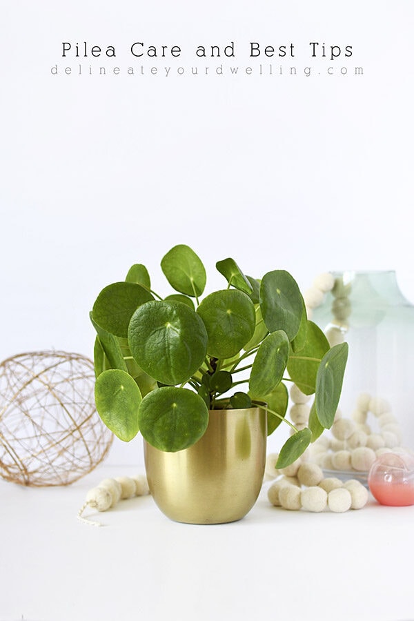 Pilea Care and Best Tips, Delineate Your Dwelling #pileatips #pileacare #houseplantcare