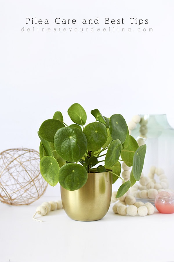 Pilea Care and Best Tips