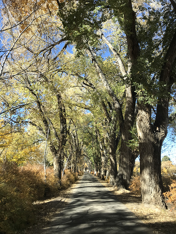 Los Poblanos Tree Fall lined street