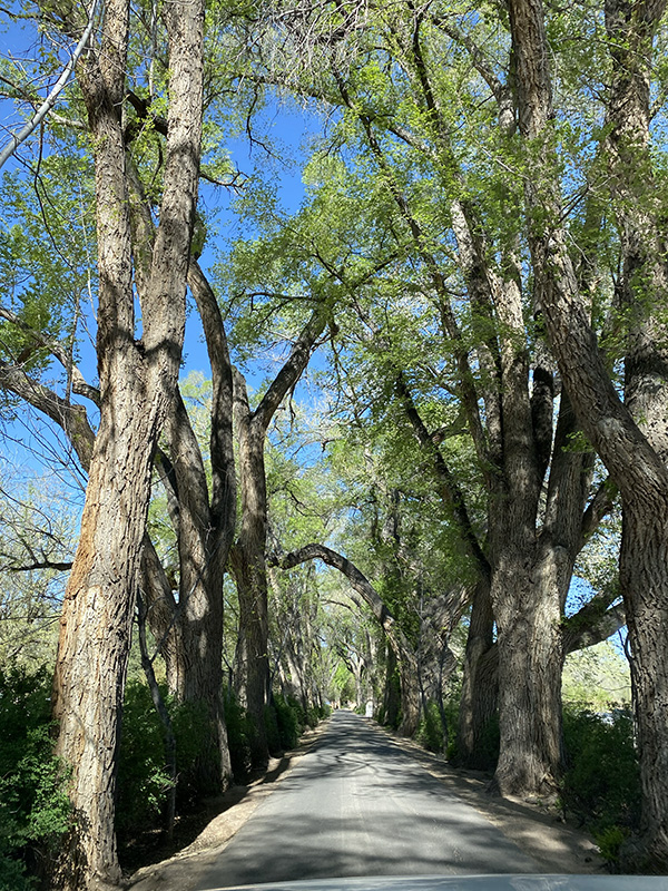 Los Poblanos Summer Trees