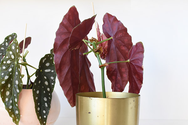 Maroon underside of Angel Wing Begonia