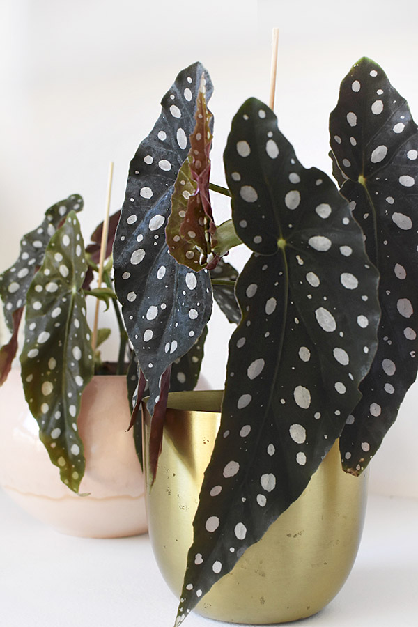 Angel Wing Begonia polka dots