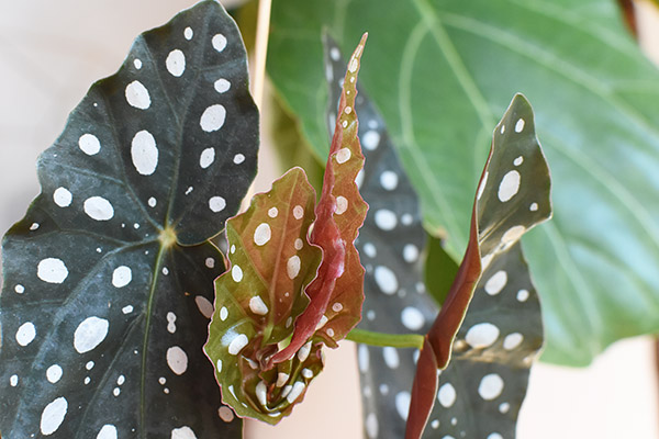 Angel Wing Begonia new leaf