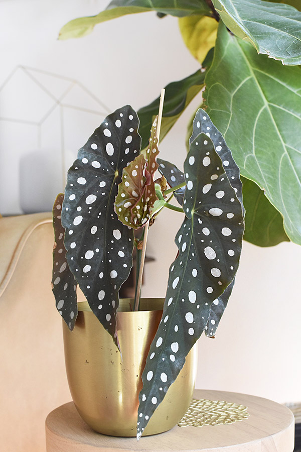 Angel Wing Begonia polka dot leaf