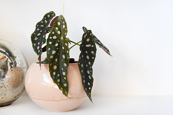 Angel Wing Begonia in pot