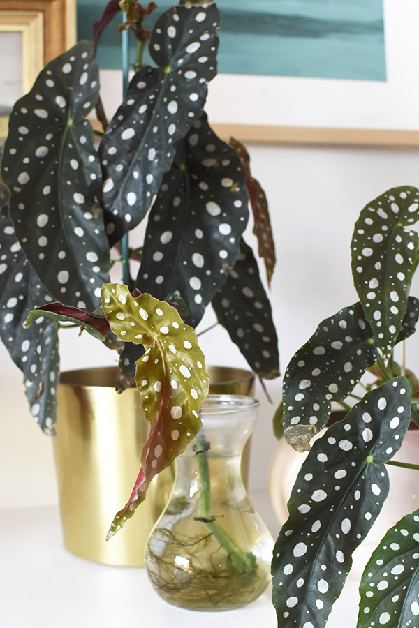 Angel Wing Begonia plants