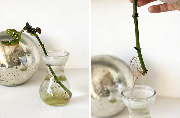 Angel Wing Begonia cutting roots