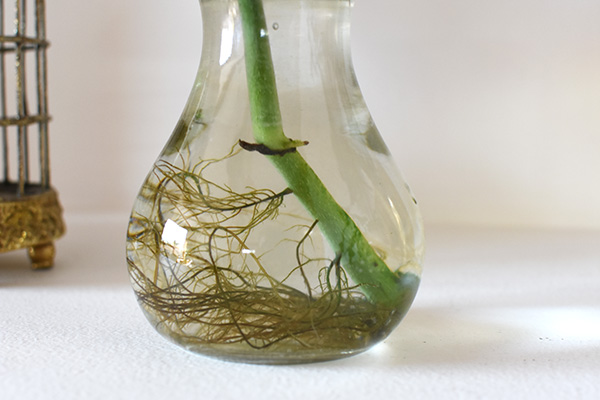 Angel Wing Begonia roots