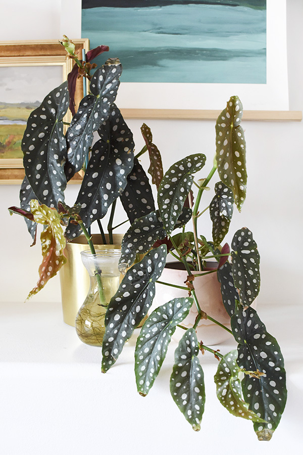 Angel Wing Begonia plants