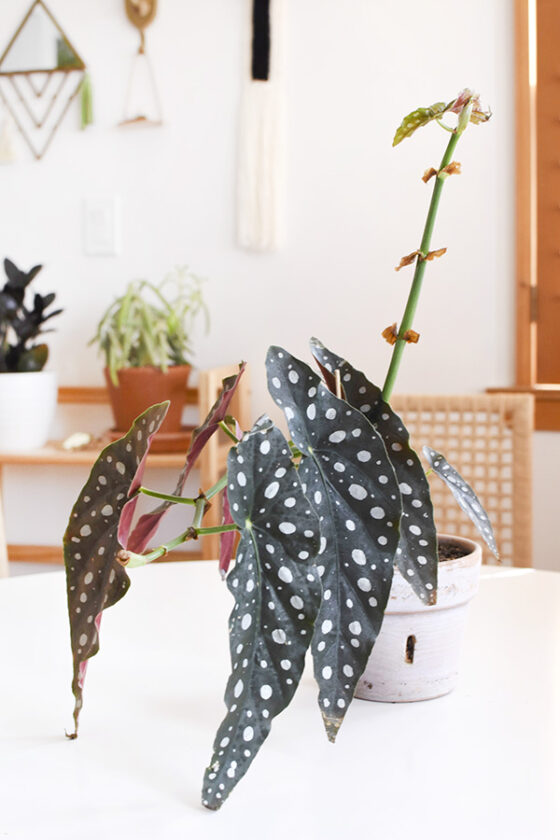 Propagating Angel Wing Begonia Delineate Your Dwelling