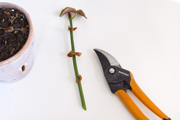 Tall Angel Wing Begonia shoot