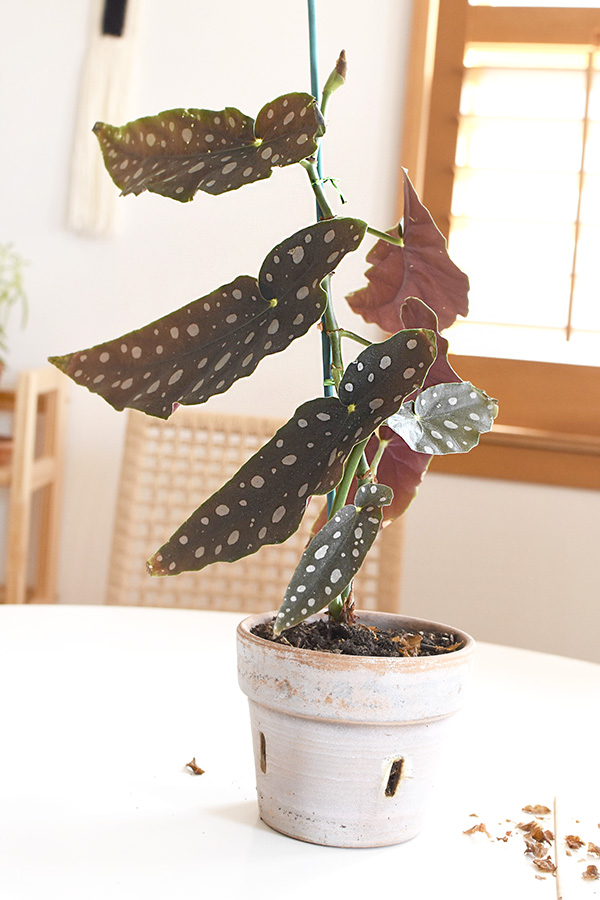 5 Semi and Hardwood Cuttings from a PINK ANGEL WING BEGONIA easy to root.