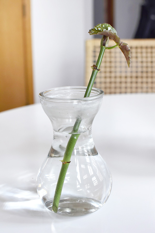 Angel Wing Begonia in water jar