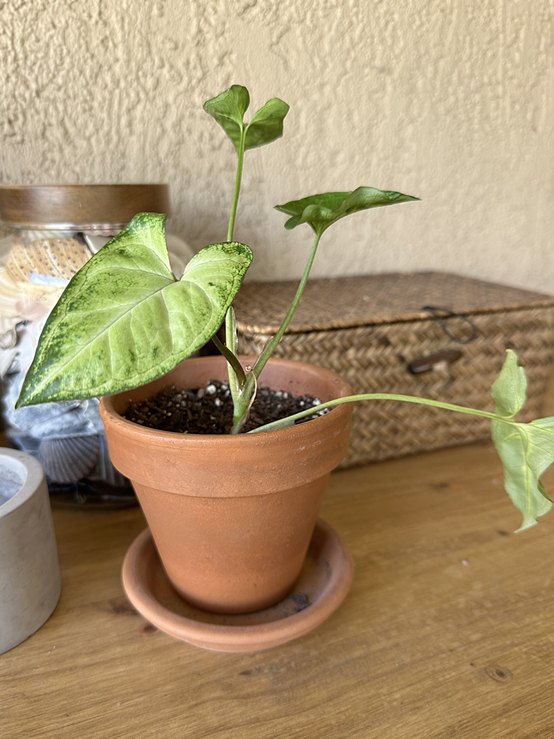 Arrowhead Plant Care tips