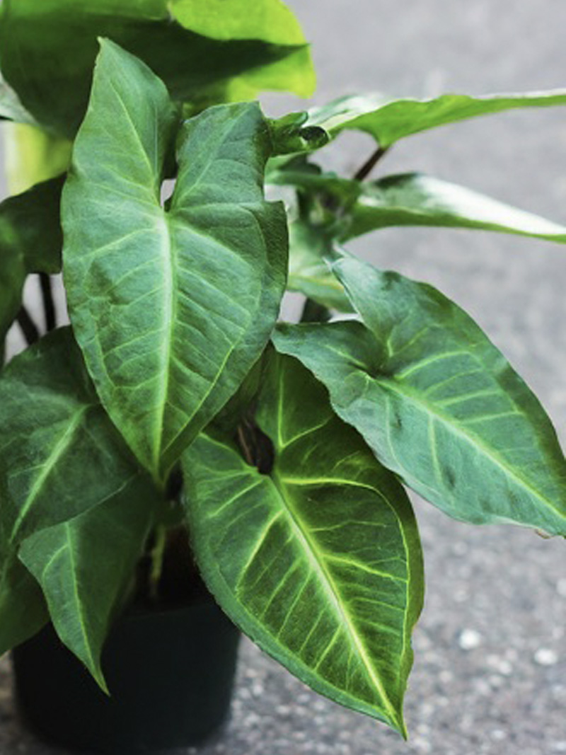 Dark Green Arrowhead Plant leaves