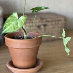 Arrowhead-Plant-care-tips