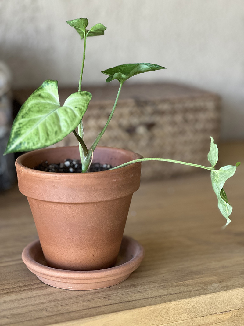Small potted Arrowhead Plant